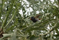 Terpsiphone viridis plumbeiceps