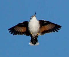 Varied Sittella photo 4