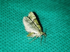 Chloroclystis conversa