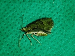 Chloroclystis conversa
