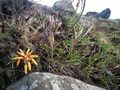 Aloe chortolirioides var. chortolirioides image