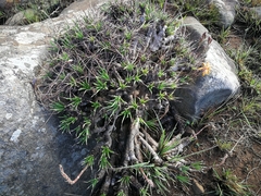 Aloe chortolirioides image