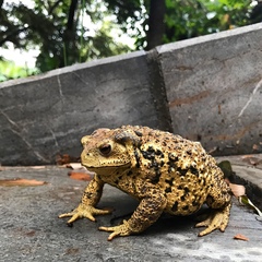 Bufo gargarizans