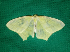 Sirinopteryx