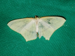 Sirinopteryx