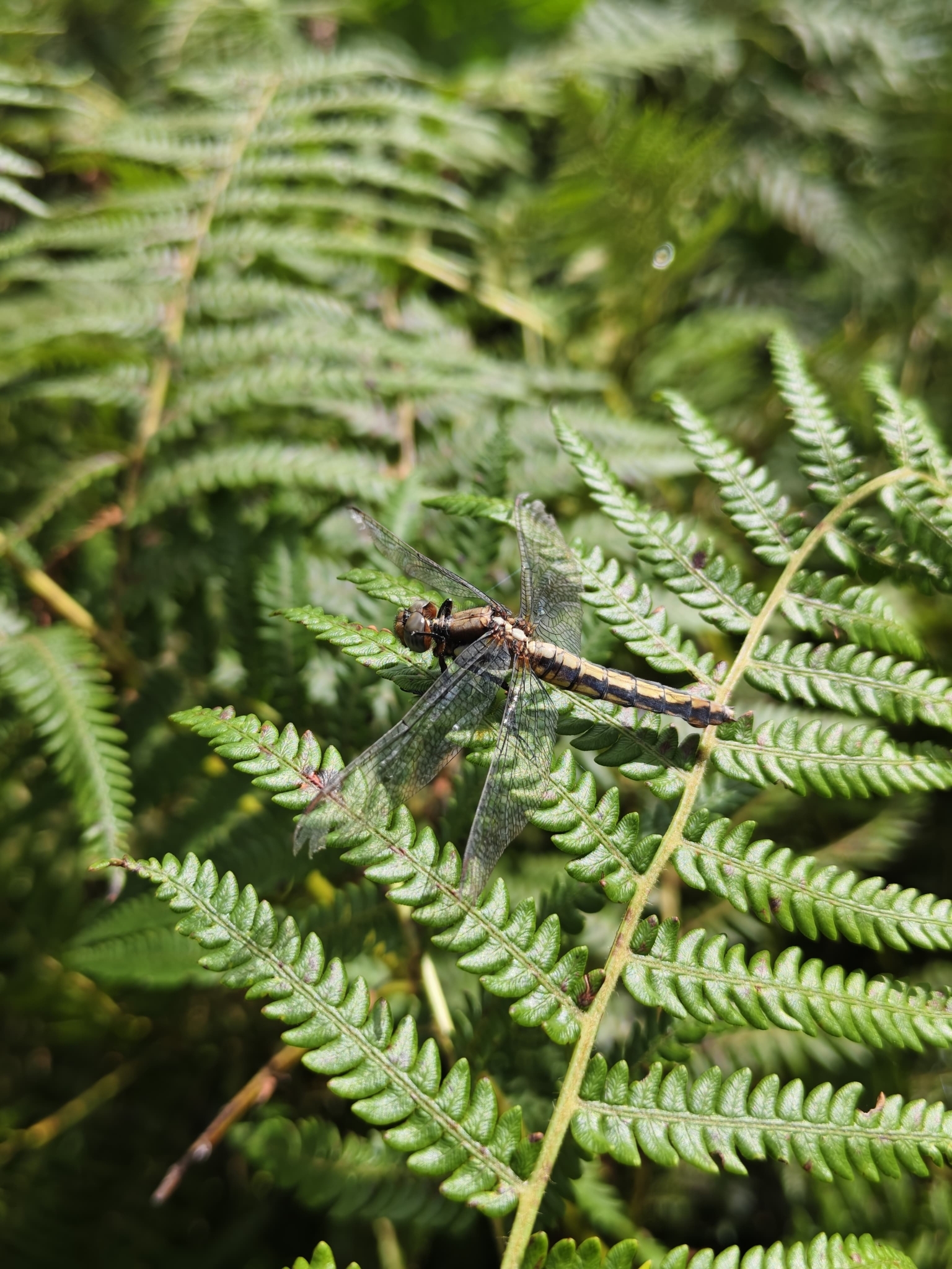 Spectacled Skimmer
