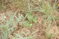 Ledebouria ovatifolia ovatifolia