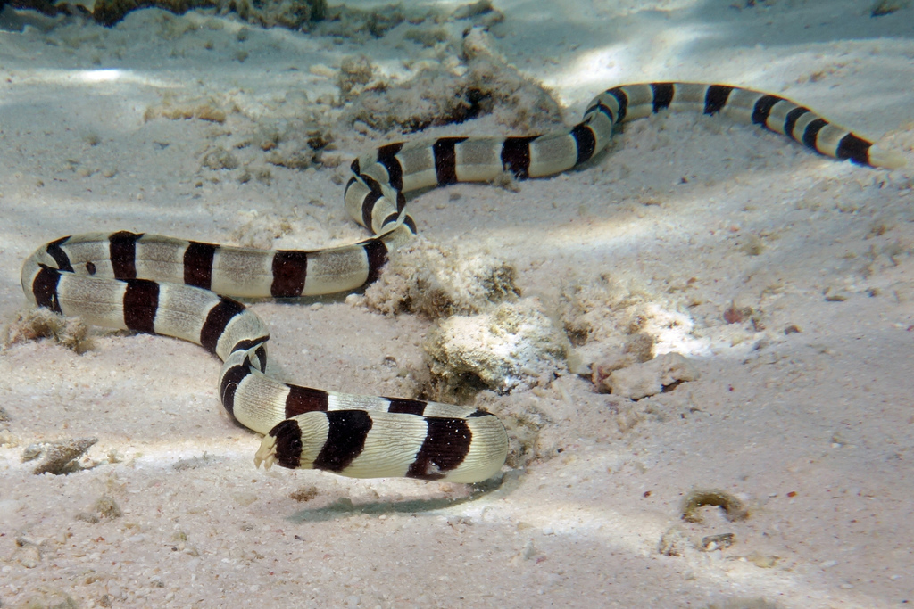 Harlequin Snake-Eel