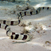 Banded Snake Eel - Photo (c) Alex Hoschke, some rights reserved (CC BY-NC), uploaded by Alex Hoschke