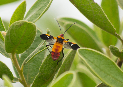 Milkweed Bug
