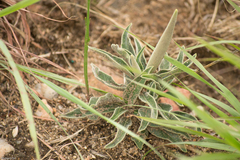Raphionacme velutina