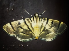 Notarcha