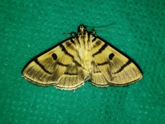 Notarcha