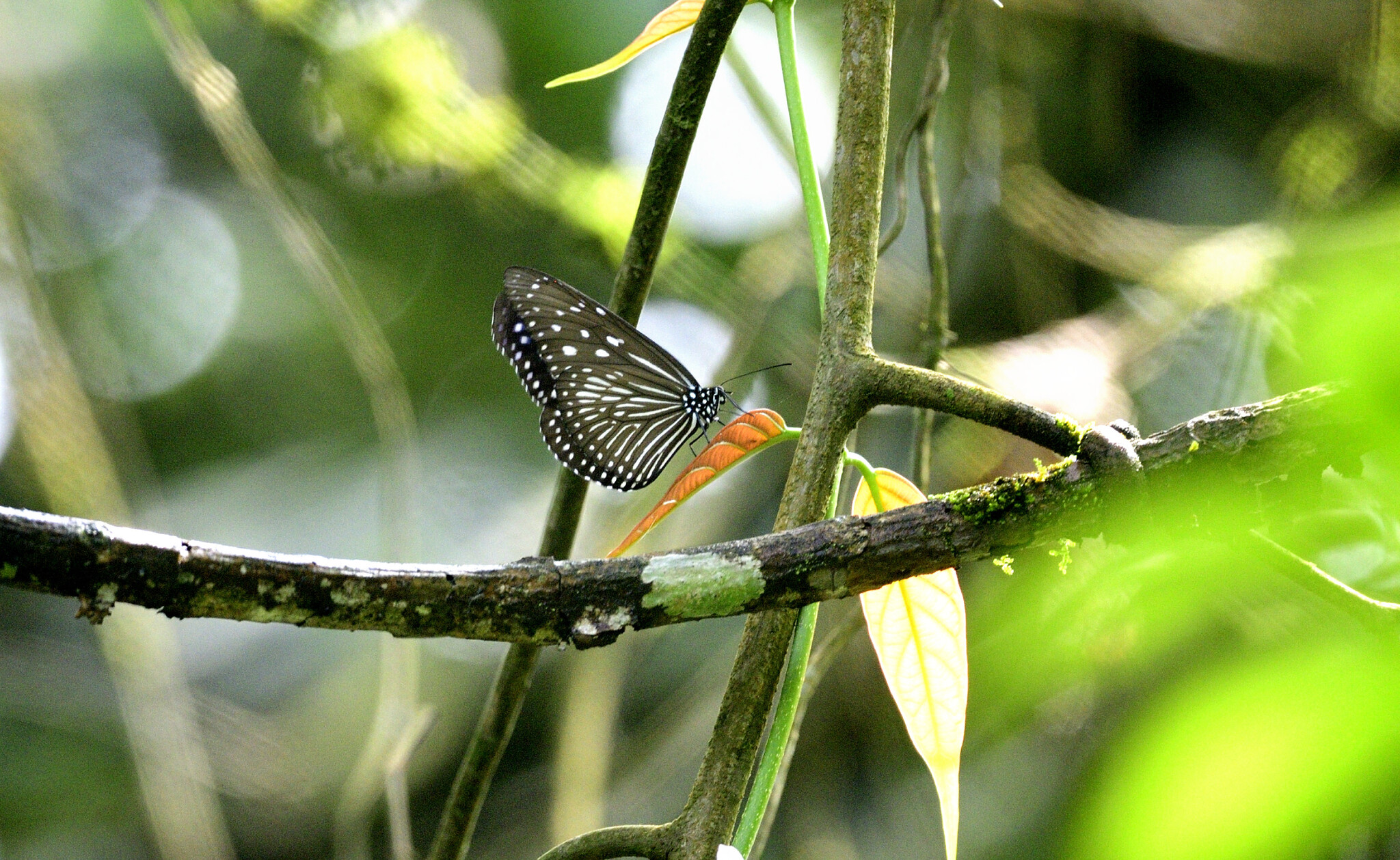 Striped Blue Crow