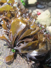 Mazzaella laminarioides