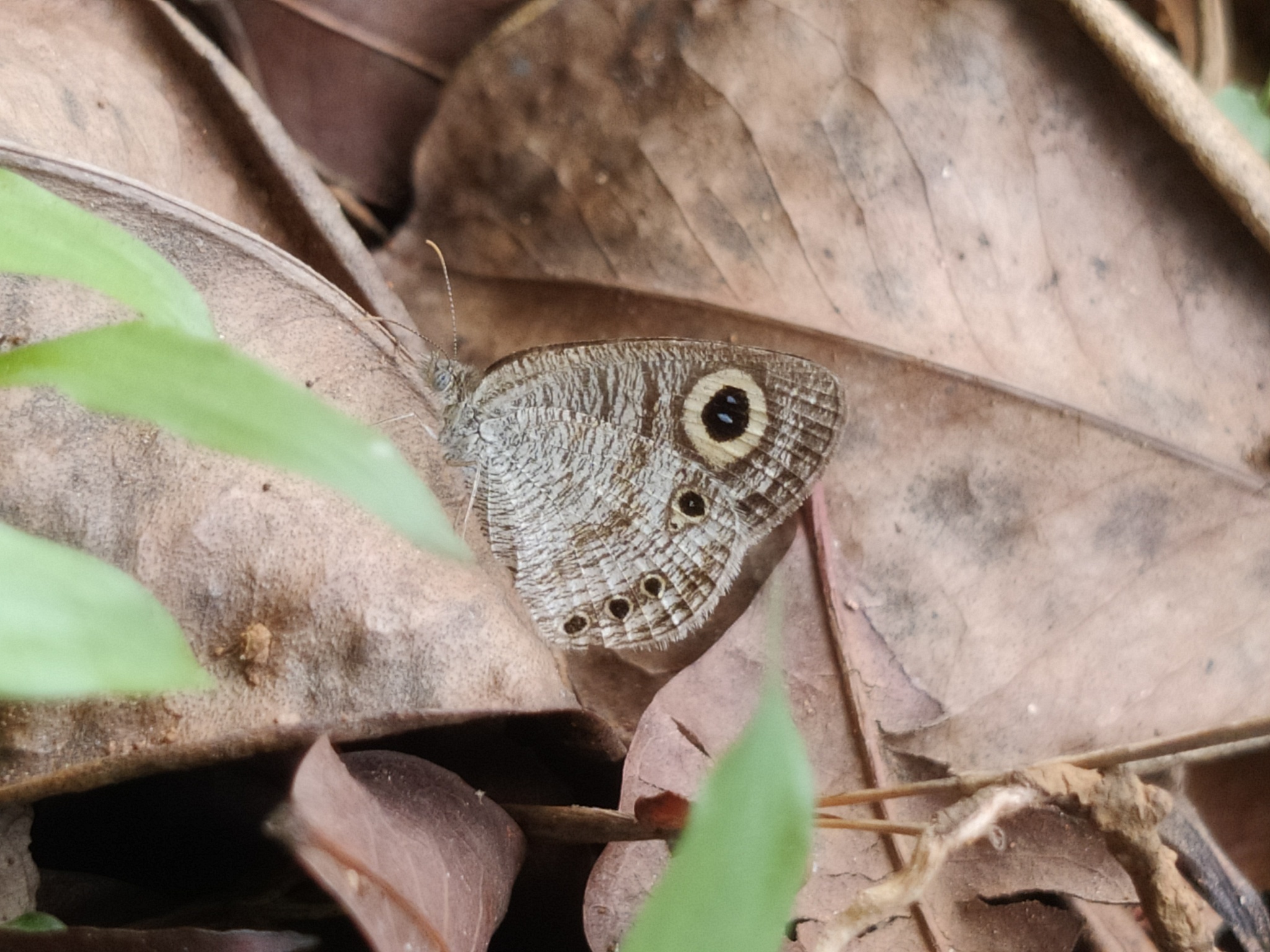 Common Four-Ring