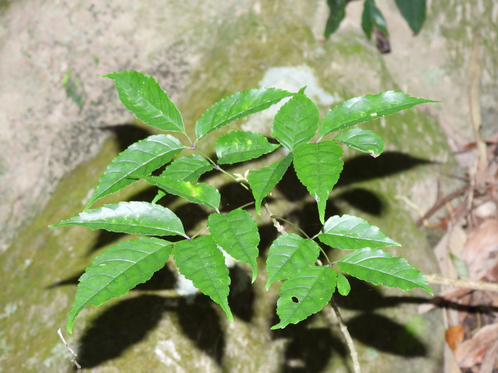 Chinese flowering ash