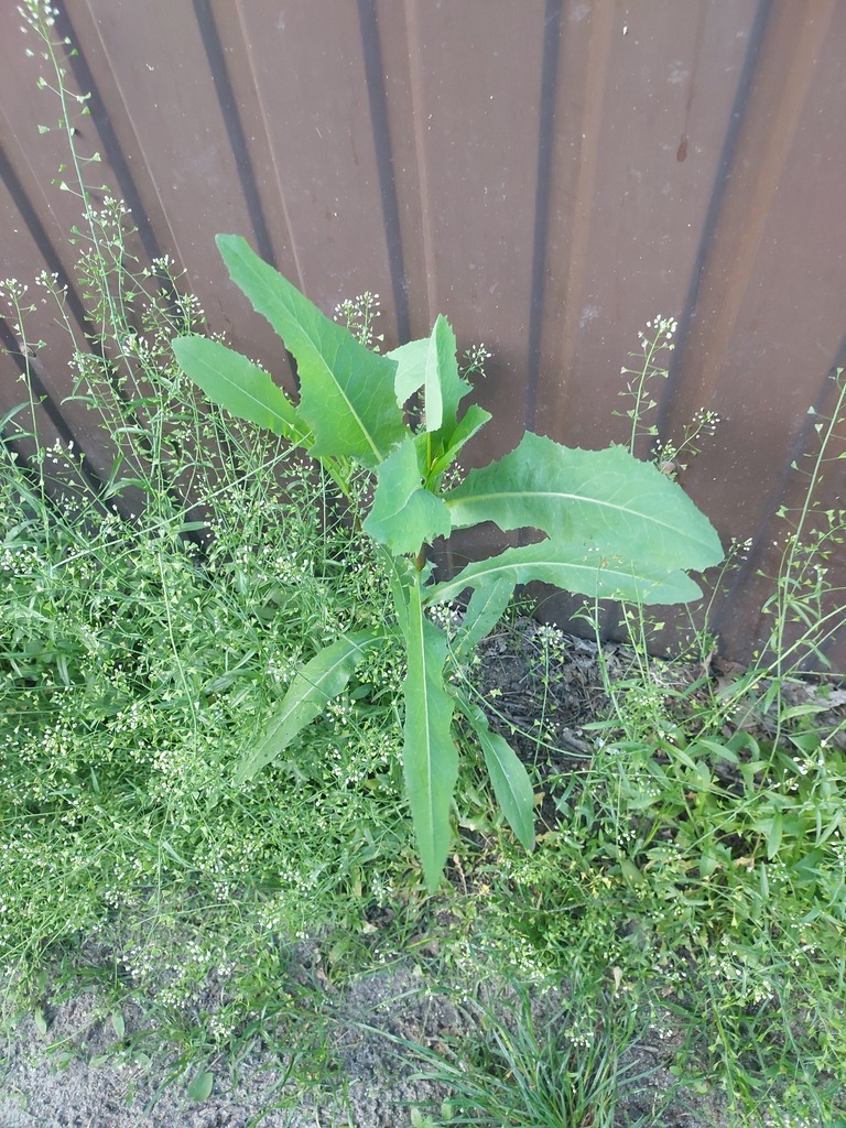 Lactuca
