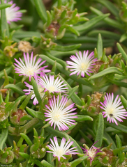 Delosperma herbeum