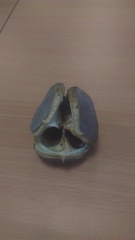 Xanthoceras sorbifolium