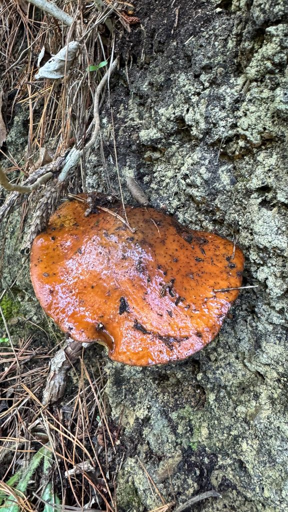 Suillus granulatus · May 2025 · photo: © frankashwood (iNaturalist, cc-by)