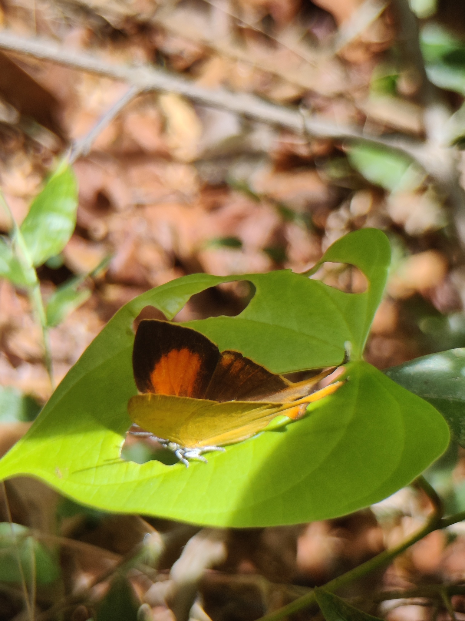 Yamfly