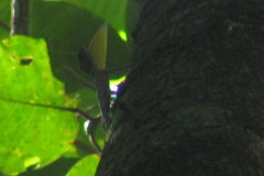 Draco spilopterus