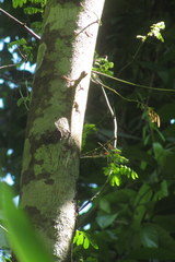 Draco spilopterus