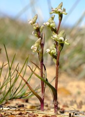 Disperis circumflexa aemula