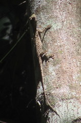 Draco spilopterus