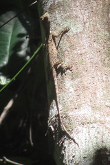Draco spilopterus