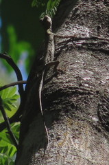 Draco spilopterus