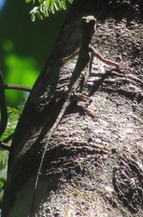 Draco spilopterus
