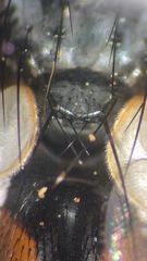 Cylindromyia brassicaria