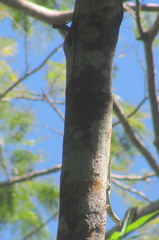 Draco spilopterus