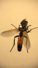 Cylindromyia brassicaria