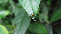 Cryptocephalus taiwanus