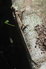 Draco spilopterus