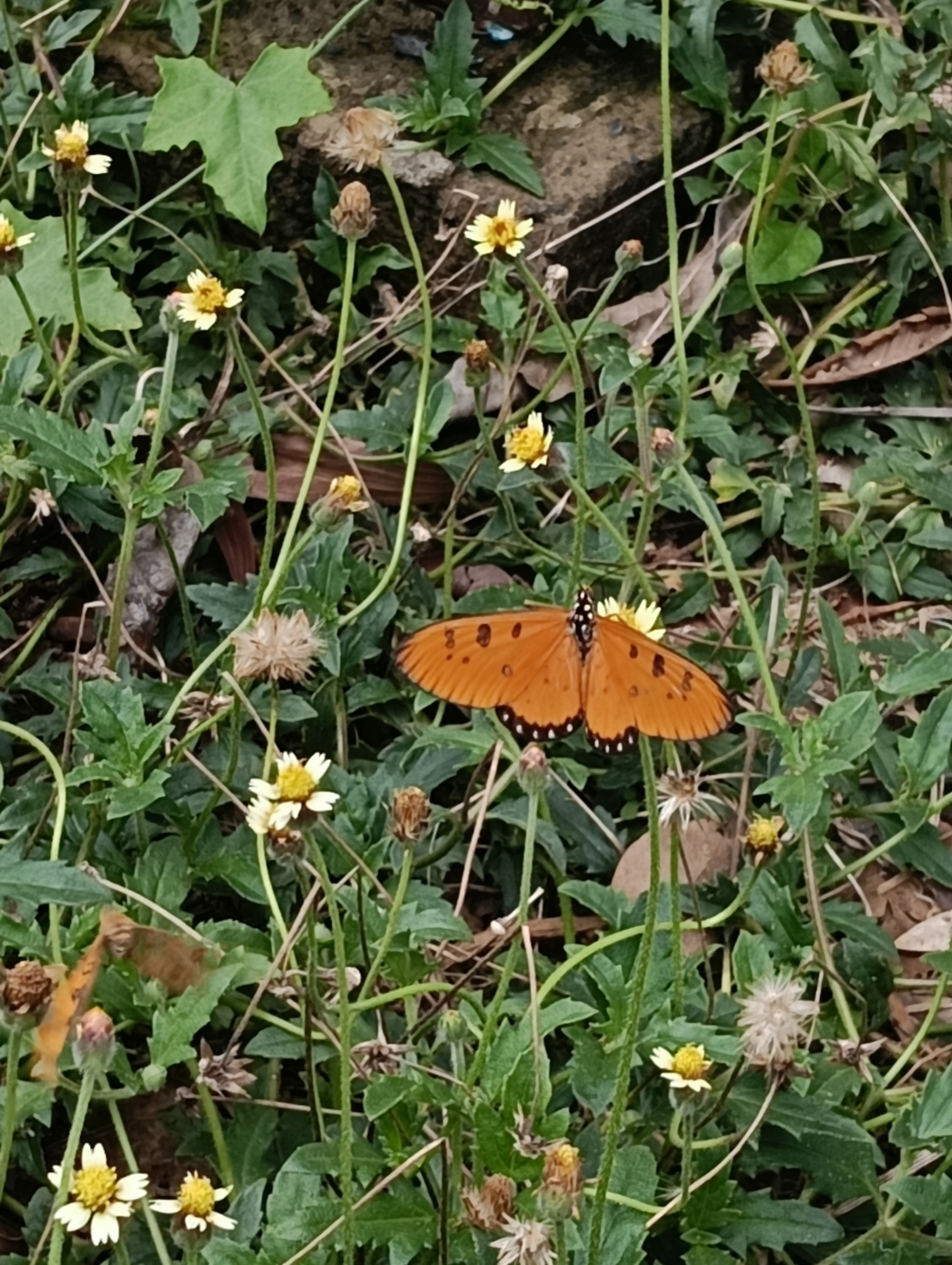 Tawny Coster