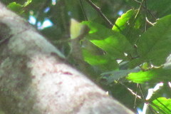 Draco spilopterus