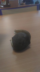 Xanthoceras sorbifolium