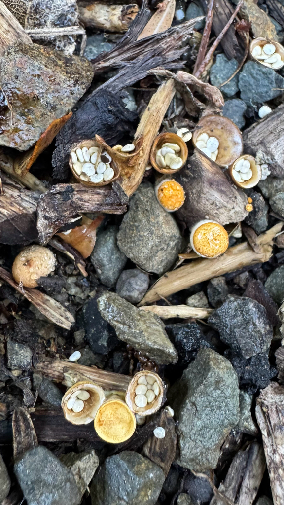 Crucibulum simile · May 2025 · photo: © frankashwood (iNaturalist, cc-by)
