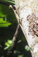Draco spilopterus