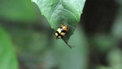 Cryptocephalus taiwanus