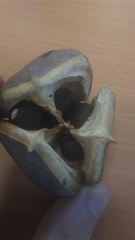 Xanthoceras sorbifolium