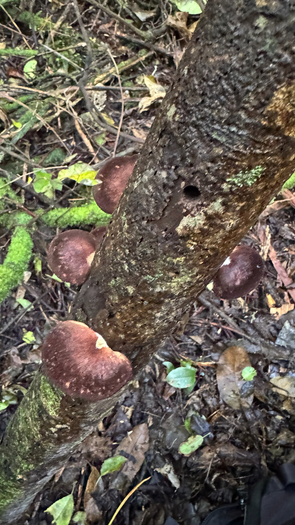 Crepidotus fuscovelutinus