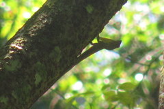Draco spilopterus