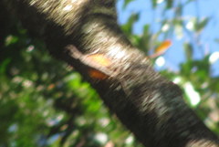 Draco spilopterus