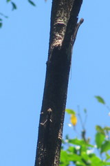 Draco spilopterus