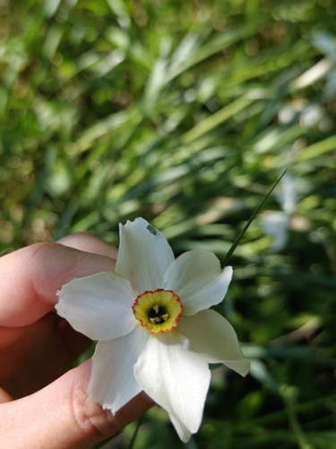 Наблюдение на iNaturalist